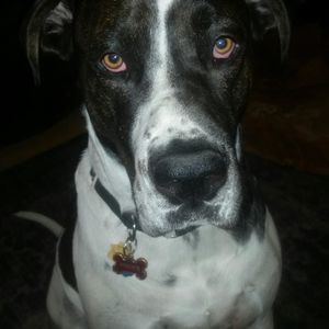 Meet your Posher, Dana